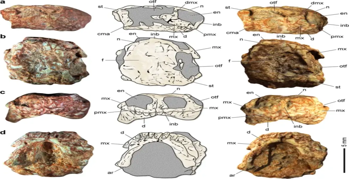 Novo dinossauro é encontrado no Rio Grande do Sul; lagarto piá media 5 cm