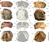 Novo dinossauro é encontrado no Rio Grande do Sul; lagarto piá media 5 cm